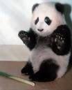 panda.jpeg