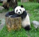 panda856.jpeg