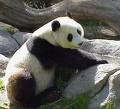 panda024.jpeg