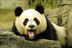 panda950.jpeg