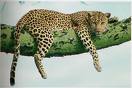 leopard.jpeg
