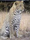 leopard023.jpeg