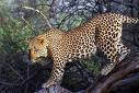 leopard95.jpeg