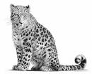 lepopard60.jpeg