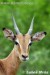antilopa impala.jpeg