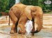 slon africký.jpeg